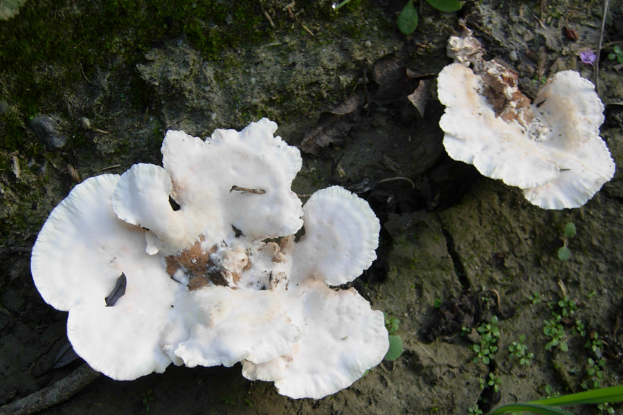 Hydnum sp? (Abortiporus biennis)